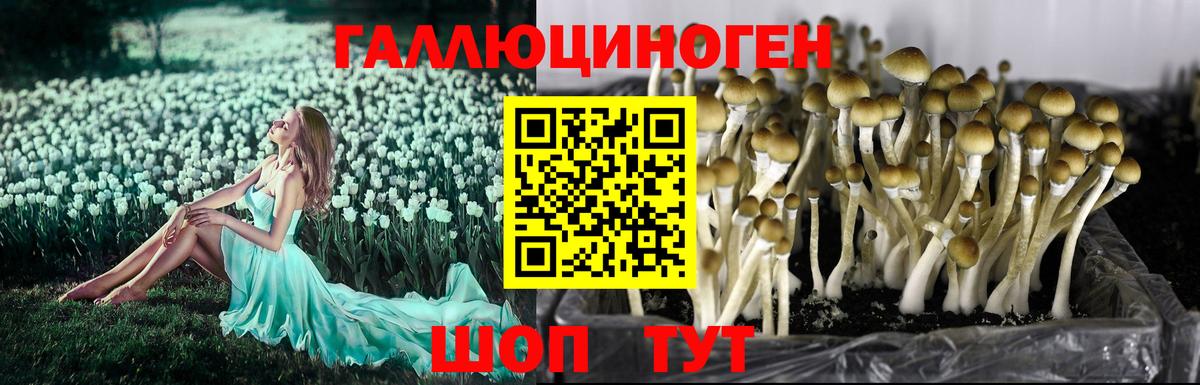 Галлюциногенные грибы Psilocybe  Вход с VPN  Вязьма 
